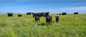 Cows in a field