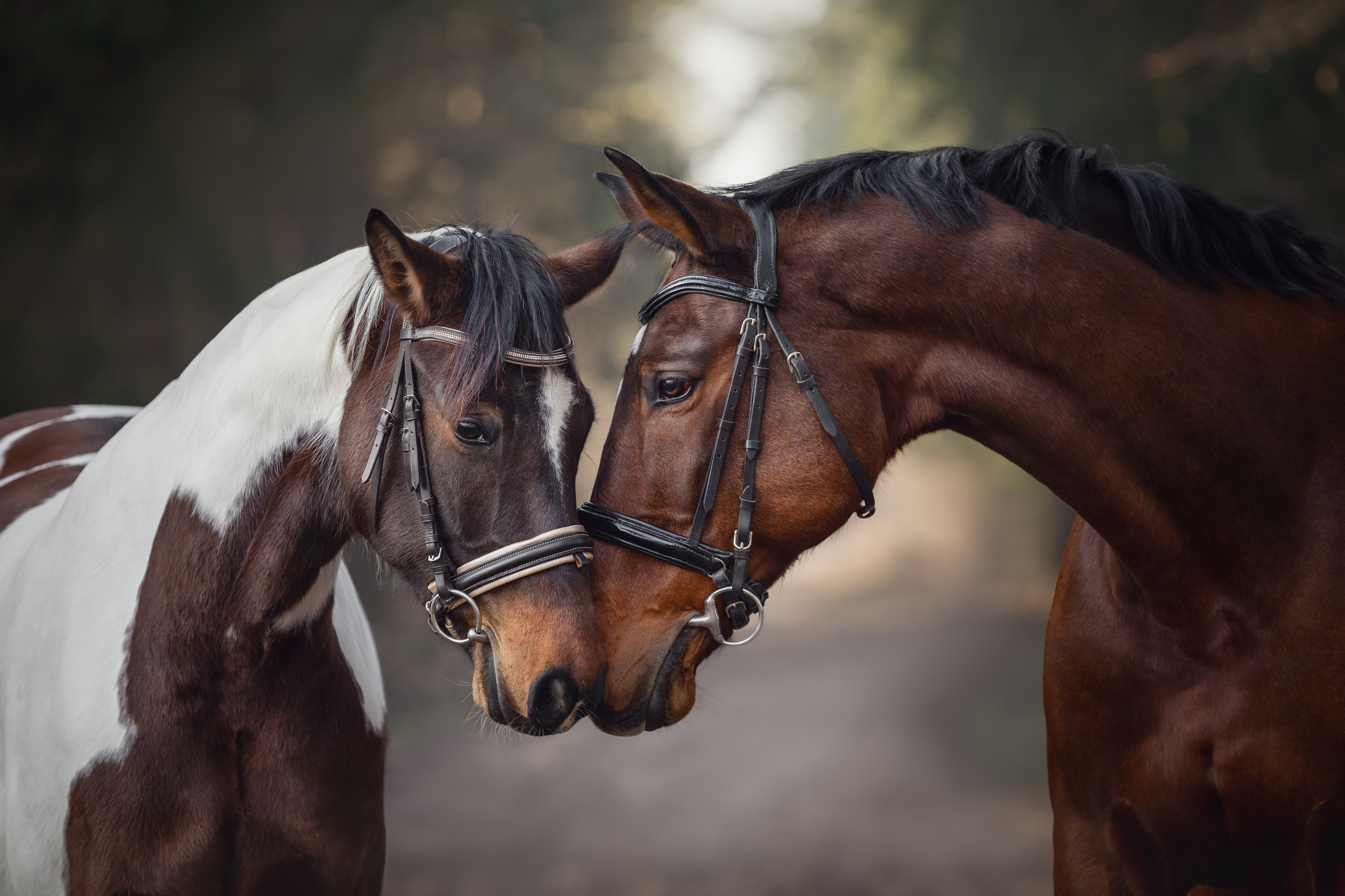 Horses