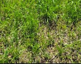 Ryegrass