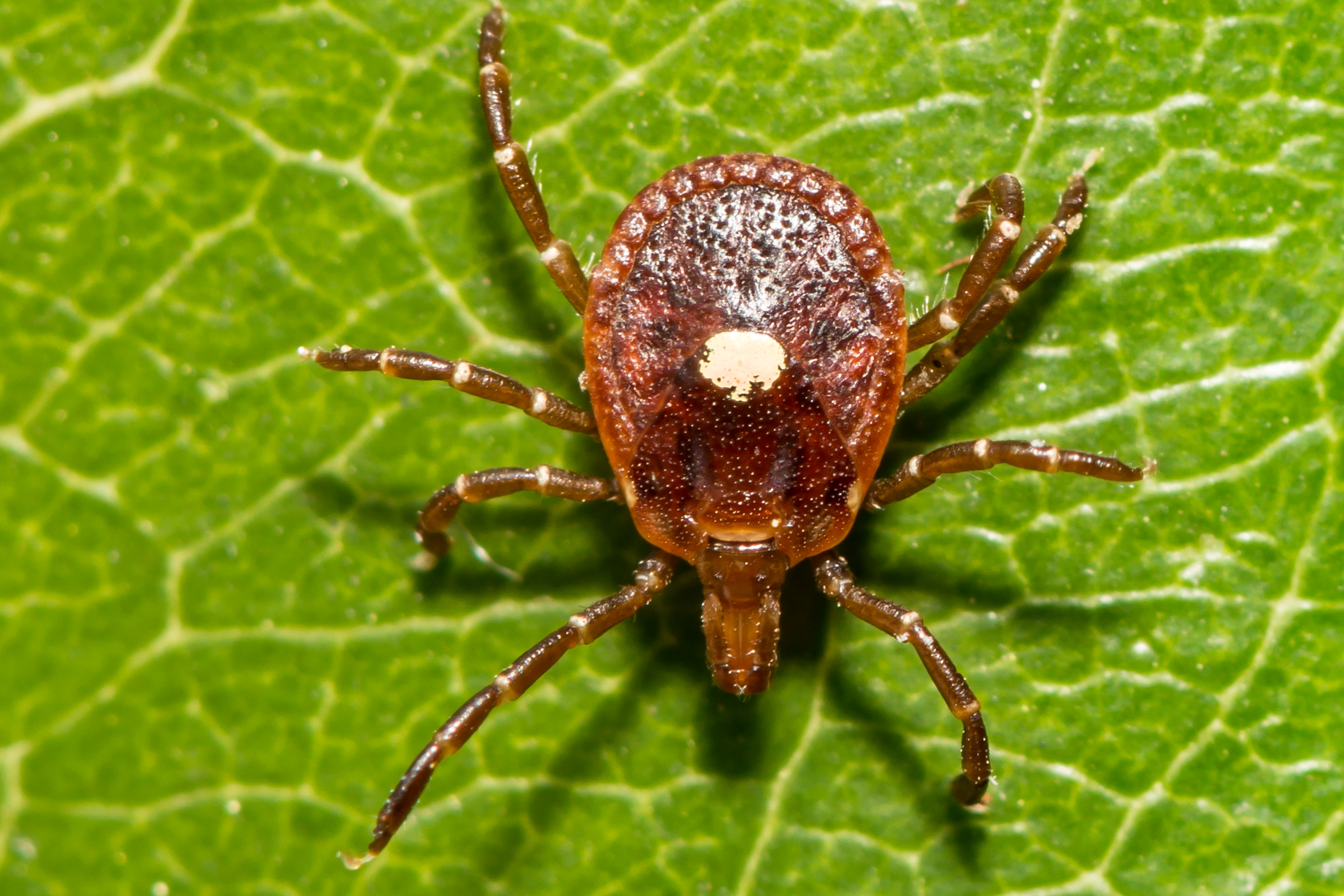 Picture of a tick