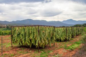 Tobacco drying