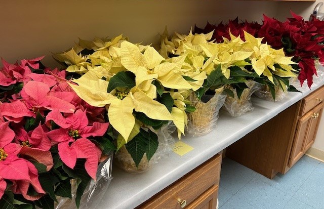 Poinsettias for sale