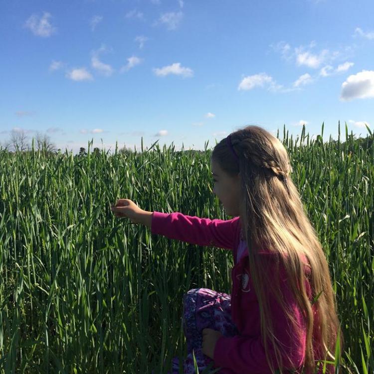  Young girl in a Wheat Field