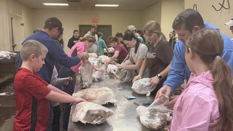 4-H Country Ham Project Members salting hams