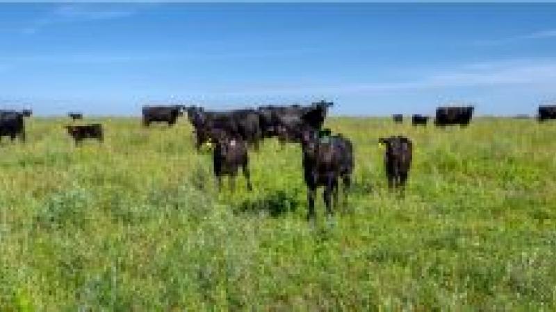 Cows in field