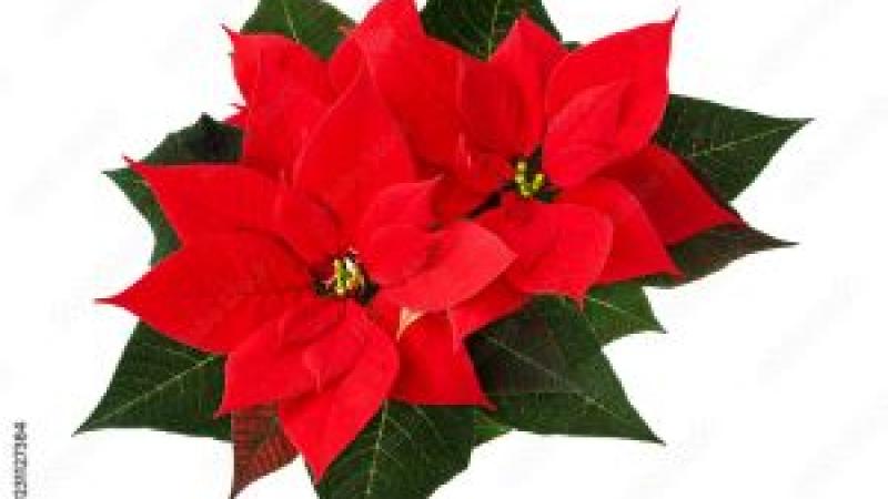 Poinsettias for sale