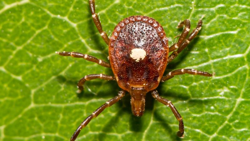 Picture of a tick