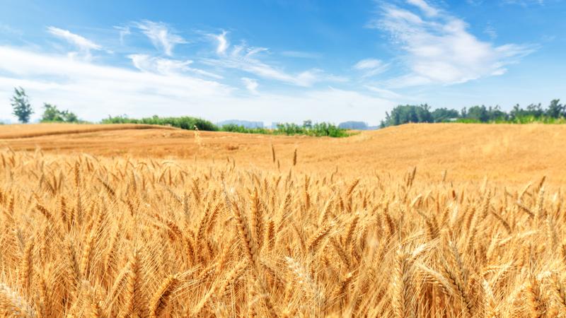 Wheat Field